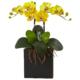 Radiant 18.5" Double Mini Phalaenopsis in Black Vase Yellow