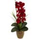 Stunning 21" Seasonal Phalaenopsis Orchid Arrangement Red