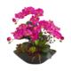 Stunning 21" Phalaenopsis Orchid and Mixed Succulent Garden in Vase