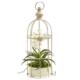 Stunning 15" Mini Phalaenopsis Orchid Arrangement in Bird Cage