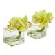 Vibrant 8" Cymbidium Orchid Arrangement in Glass Vase (Set of 2)