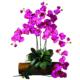 Beautiful Phalaenopsis Stem (Set of 12) - Orchid