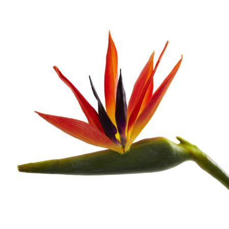 38'' Large Bird of Paradise Artificial Flower (Set of 4)