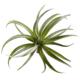 8" Air Plant Artificial Succulent (Set of 12)