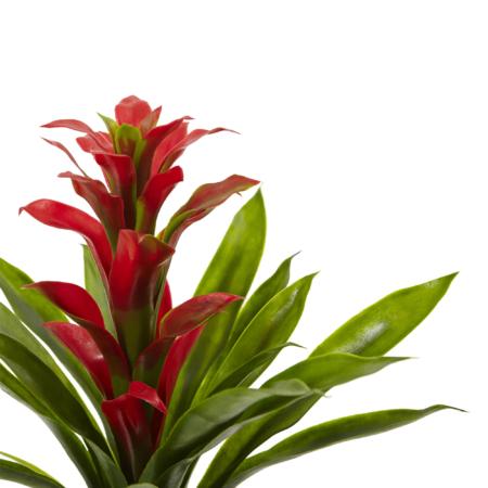 15" Bromeliad Artificial Flower (Set of 4) - Red