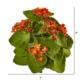 8" Kalanchoe Bush Artificial Flower (Set of 6)