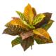 Garden Croton Artificial Plant