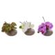 Charming 7" Phalaenopsis Pot (Set of 3)