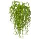 Beautiful 15" Senecio Succulent (Set of 3)