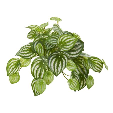 Beautiful 11" Peperomia Hanging Plant (Set of 12) (Real Touch)