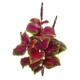 Vibrant 23" Coleus Bush Artificial Plant (Set of 6)