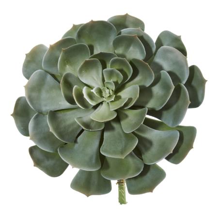 13" Giant Echeveria Succulent Pick l Plant (Set of 2)