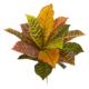 17" Garden Croton Artificial Plant (Real Touch) (Set of 6)