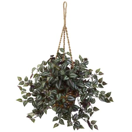 Beautiful 20" Wandering Jew Hanging Basket