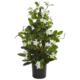 Stephanotis Artificial Climbing Plant