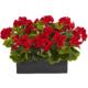 13" Geranium in Planter UV Resistant (Indoor-Outdoor) Red