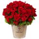 Radiant 22" Geranium in Planter UV Resistant (Indoor-Outdoor) Red