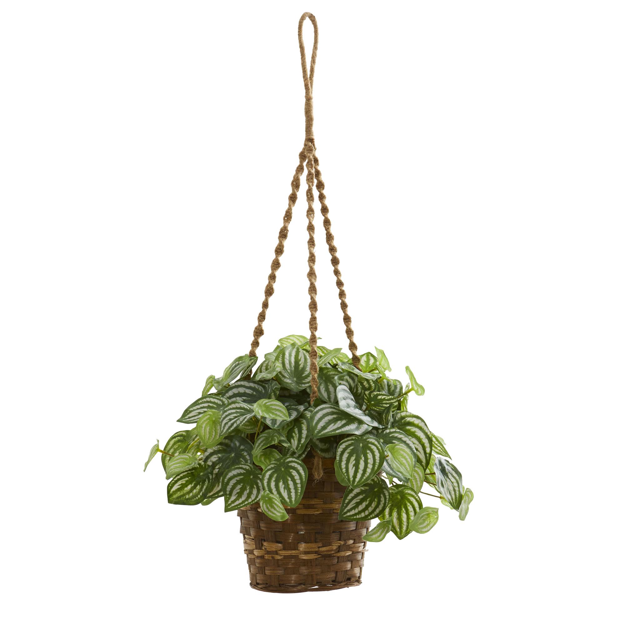 Peperomia Hanging Basket main image 1