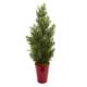 Beautiful 27" Mini Cedar Pine Tree in Planter (Indoor-Outdoor)