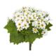 NN2287 S6 WH Daisy Bush Artificial Flower,Daisy Bush Flower,thin stems