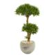 Bonsai Styled Podocarpus Artificial Tree