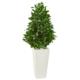 Bay Leaf Cone Topiary Tree