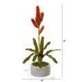 NNP1107 1 Tropical Bromeliad Plant