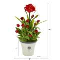 NNP1139 1 Amaryllis and Tulip Plant