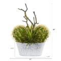 NNP1281 1 Cactus and Agave Succulent Plant