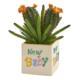 NNP1311 Boxwood Topiary Plant