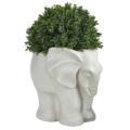 NNP1385 1 Boxwood Topiary Plant