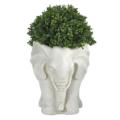 NNP1385 2 Boxwood Topiary Plant