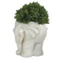 NNP1385 3 Boxwood Topiary Plant