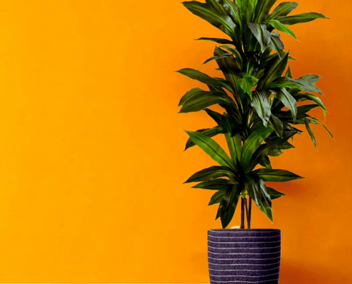 Blog,artificial plants